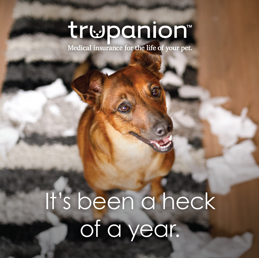 Covid-19 Postcard for Trupanion breeders and veterinarians